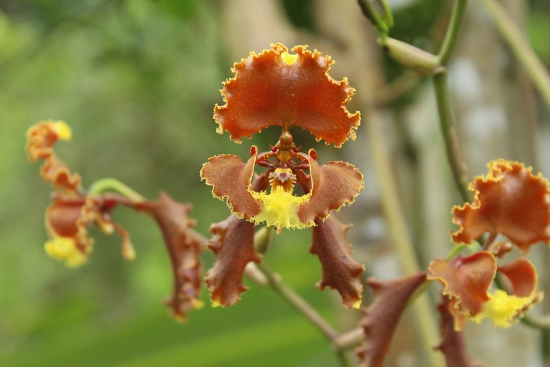 Cyrtochilum serratum, photographed by Franklin Checa