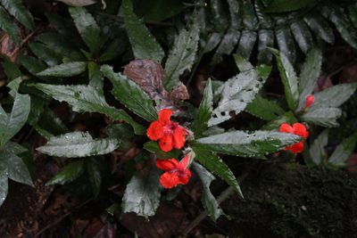 Nautilocalyx erytranthus, photographed by Franklin Checa