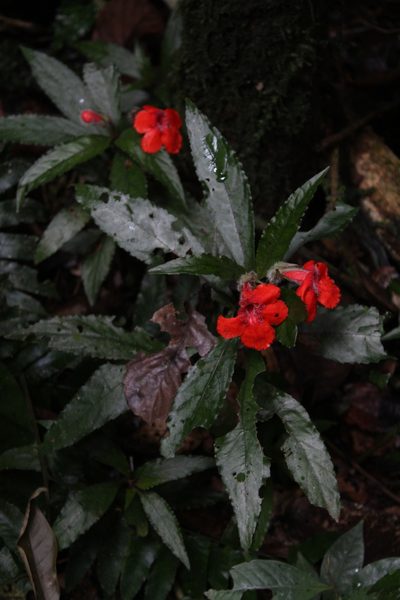 Nautilocalyx erytranthus, photographed by Franklin Checa