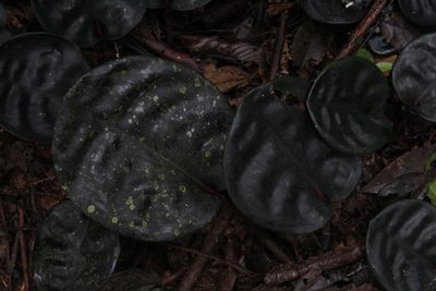 Geogenanthus ciliatus, photographed by Franklin Checa
