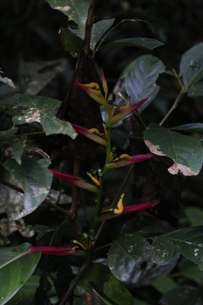Heliconia schumanniana, photographed by Franklin Checa