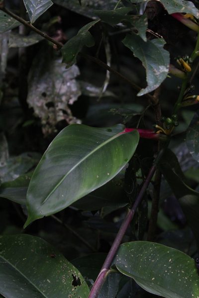 Heliconia schumanniana, photographed by Franklin Checa