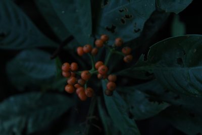 Palicourea racemosa, photographed by Franklin Checa
