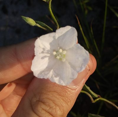 Stylisma villosa, photographed by Daniel Estabrooks