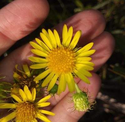Chrysopsis subulata, photographed by Daniel Estabrooks