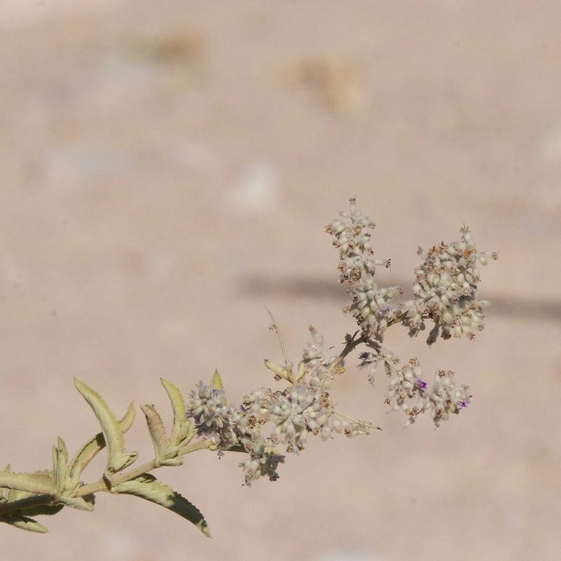 Condea tephrodes, photographed by Bill Levine