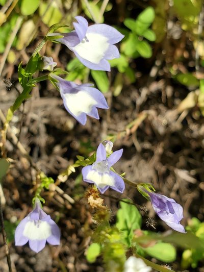 Downingia yina, photographed by Ellen Watrous