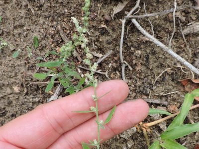 Chenopodium berlandieri, photographed by Sam Kieschnick