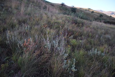 Helichrysum umbraculigerum, photographed by Tony Rebelo