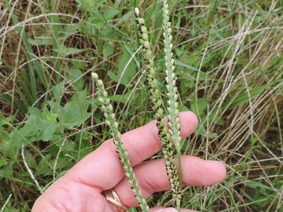 Paspalum floridanum, photographed by Sam Kieschnick