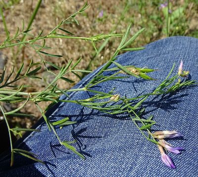 Astragalus arenarius, photographed by Grzegorz Grzejszczak
