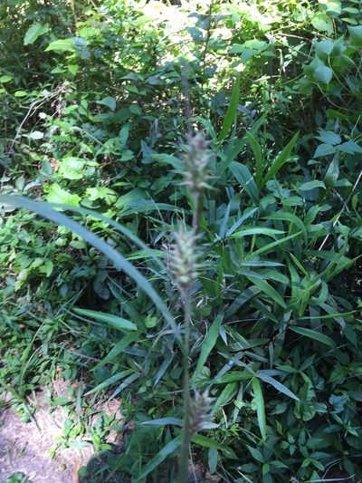 Carex louisianica, photographed by John Kees