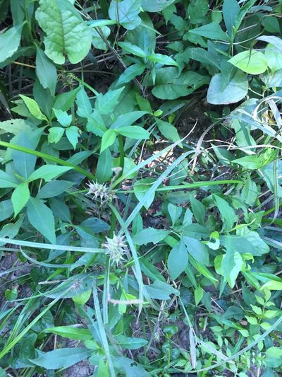 Carex louisianica, photographed by John Kees