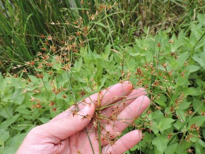 Juncus diffusissimus, photographed by Sam Kieschnick