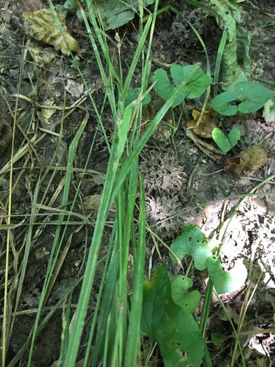 Carex corrugata, photographed by John Kees