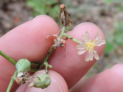 Lactuca ludoviciana, photographed by Sam Kieschnick
