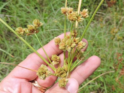 Cyperus pseudovegetus, photographed by Sam Kieschnick