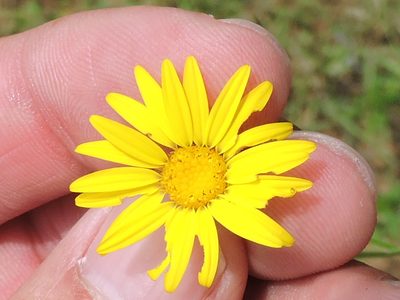 Croptilon hookerianum, photographed by Sam Kieschnick