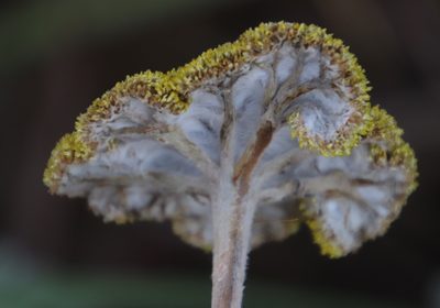 Helichrysum umbraculigerum, photographed by Tony Rebelo