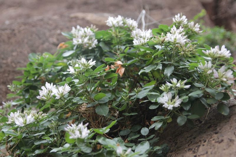 Bituminaria antiatlantica, photographed by Olivier Argagnon