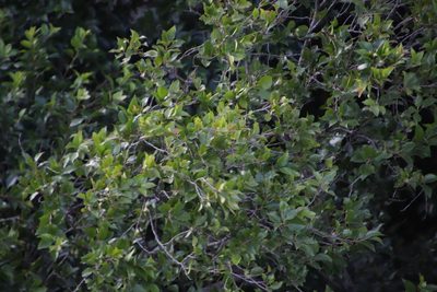 Scolopia mundii, photographed by Tony Rebelo