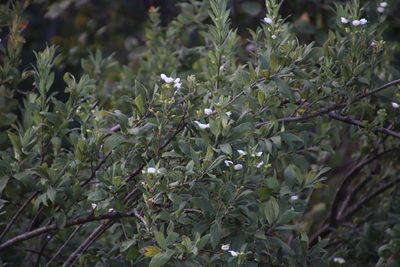 Bowkeria verticillata, photographed by Tony Rebelo