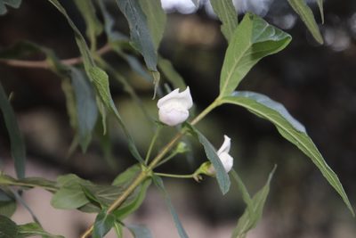 Bowkeria verticillata, photographed by Tony Rebelo