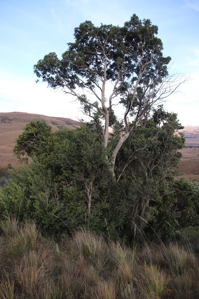 Olinia emarginata, photographed by Tony Rebelo