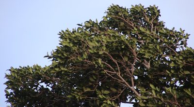 Olinia emarginata, photographed by Tony Rebelo