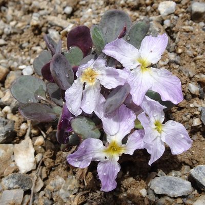 Leiospora subscapigera, photographed by Dag Endresen