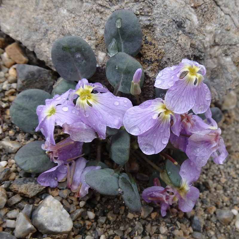 Leiospora subscapigera, photographed by Dag Endresen