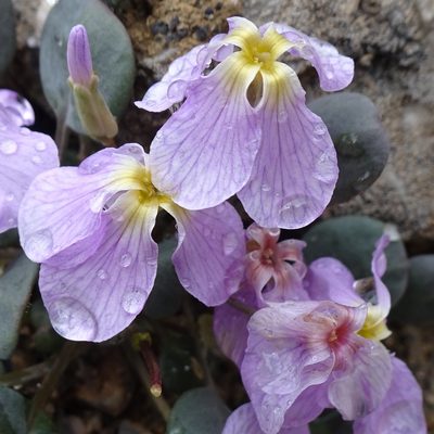 Leiospora subscapigera, photographed by Dag Endresen