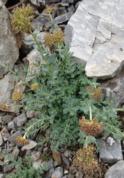 Rhodiola heterodonta, photographed by Dag Endresen