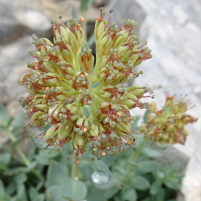 Rhodiola heterodonta, photographed by Dag Endresen