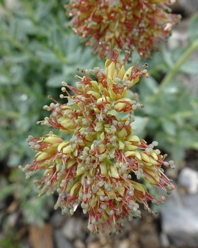 Rhodiola heterodonta, photographed by Dag Endresen