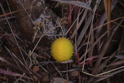 Cucumis myriocarpus, photographed by Tony Rebelo