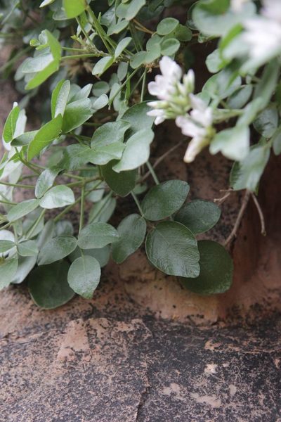 Bituminaria antiatlantica, photographed by Olivier Argagnon