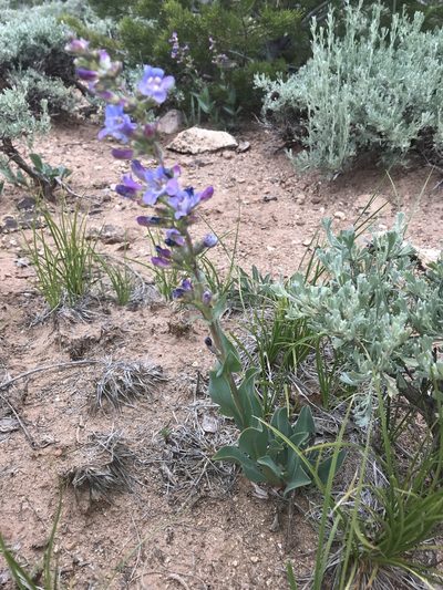 Penstemon lentus, photographed by Robbie Hannawacker