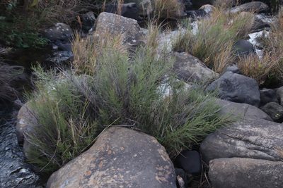 Cliffortia linearifolia, photographed by Tony Rebelo