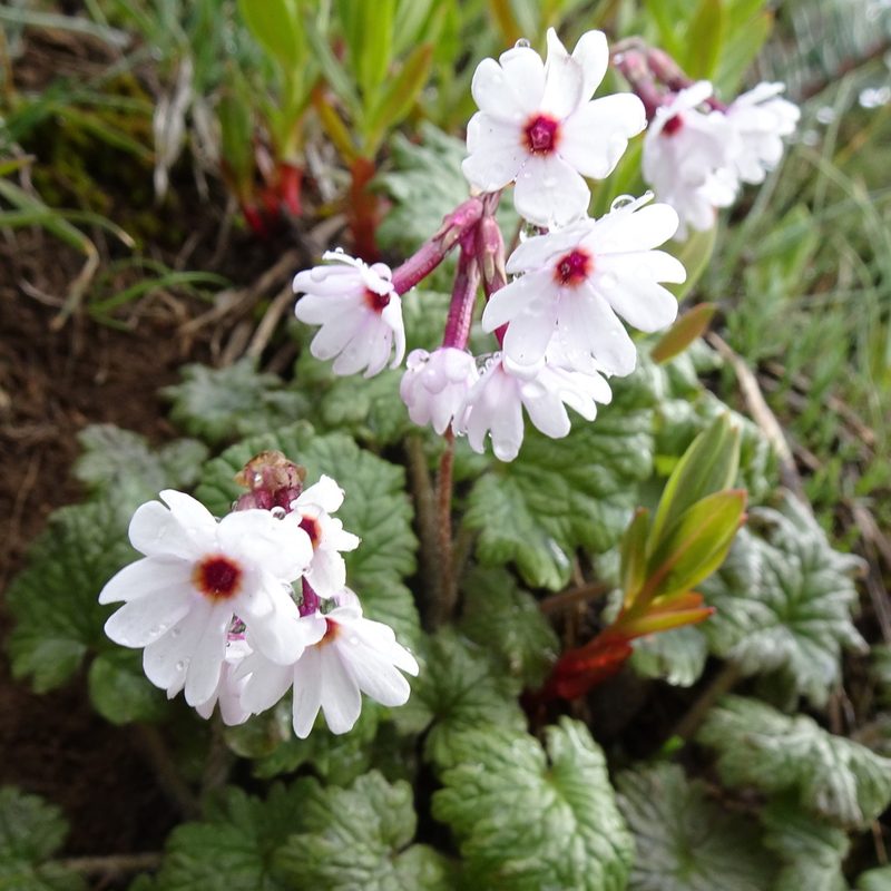 Primula turkeviczii, photographed by Dag Endresen