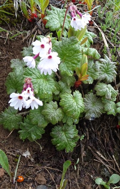 Primula turkeviczii, photographed by Dag Endresen