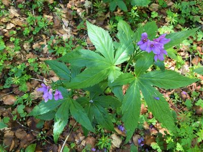 Cardamine pentaphyllos, photographed by Jason Grant