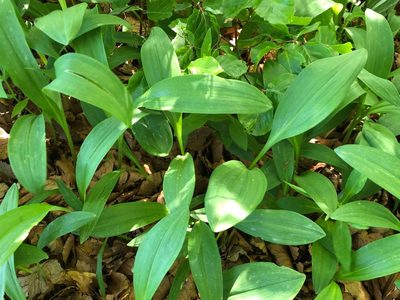 Allium victorialis, photographed by Jason Grant