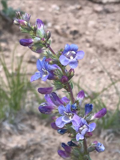 Penstemon lentus, photographed by Robbie Hannawacker
