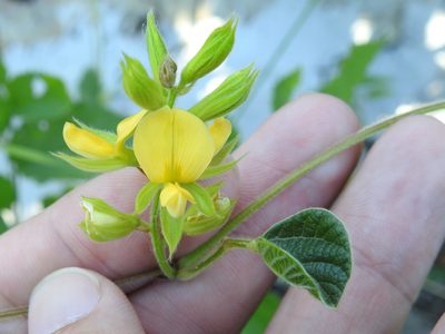 Rhynchosia latifolia, photographed by Sam Kieschnick