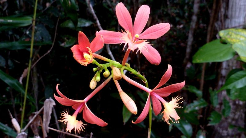 Epidendrum cinnabarinum, photographed by russiannaturalistbrazil