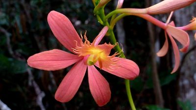 Epidendrum cinnabarinum, photographed by russiannaturalistbrazil