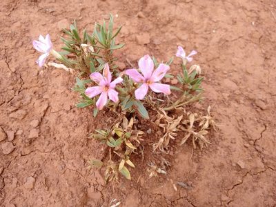 Phlox alyssifolia, photographed by Rafael Medina