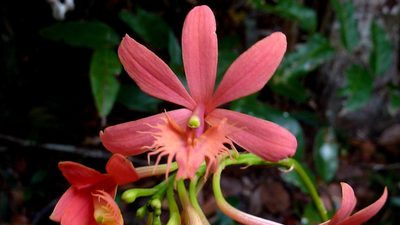 Epidendrum cinnabarinum, photographed by russiannaturalistbrazil