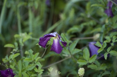 Clematis viticella, photographed by katunchik